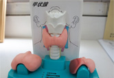 甲状腺